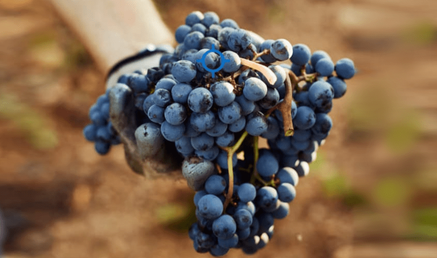 VINEYARD