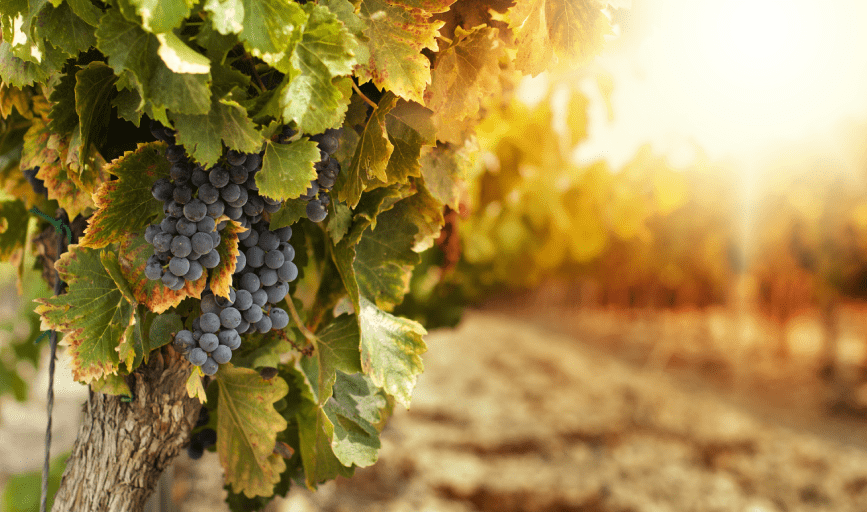 VINEYARD TOURS